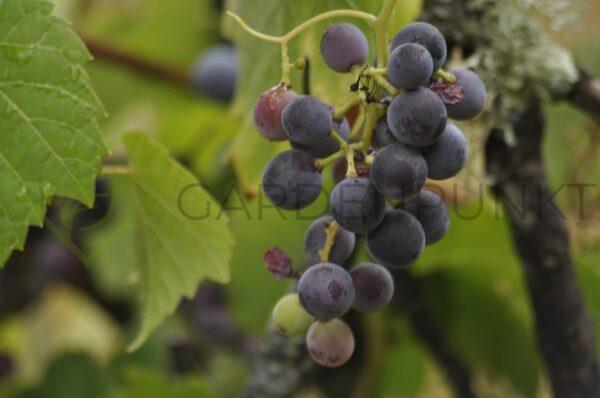 Winorośl Leon Millot - Vitis