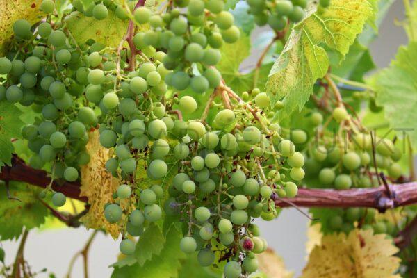 Winorośl Łora - Vitis