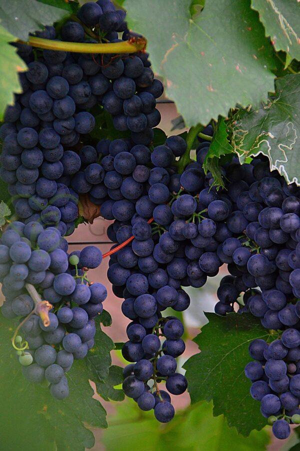 Winorośl Muscat Bleu - Vitis