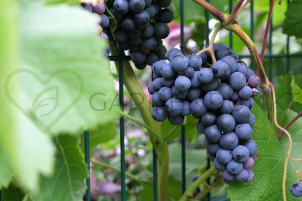Winorośl Nero - Vitis