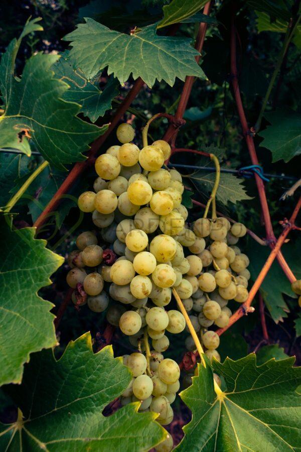 Winorośl Nowoje Stoletie - Vitis