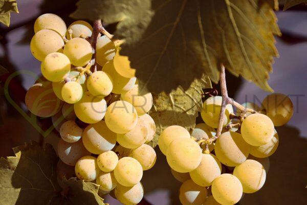 Winorośl Ozon - Vitis