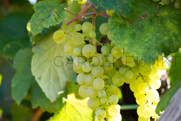 Winorośl Pamięci Smolnikowa - Vitis
