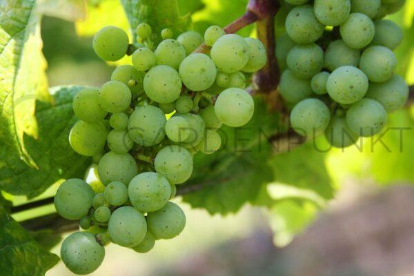 Winorośl Piesnia - Vitis