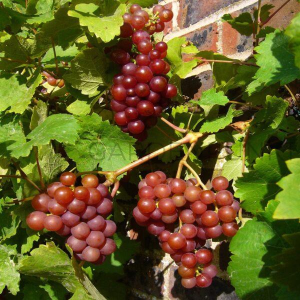 Winorośl Podarok Irinie - Vitis