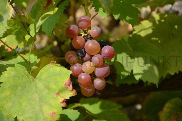 Winorośl Reliance - Vitis