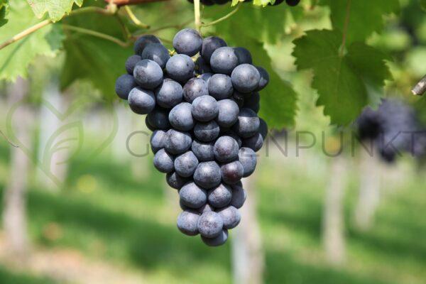 Winorośl Rondo - Vitis