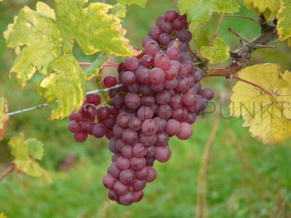 Winorośl Rozalinda - Vitis