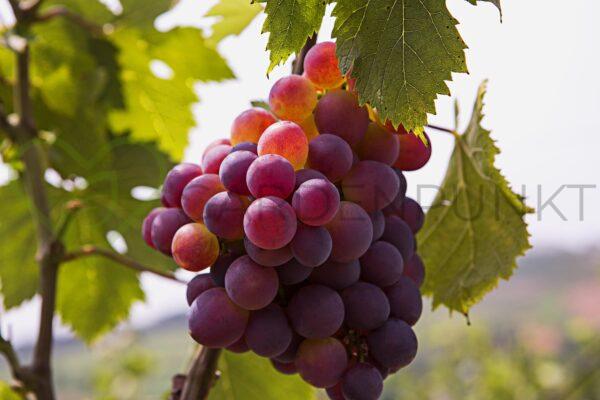 Winorośl Rumiejka - Vitis