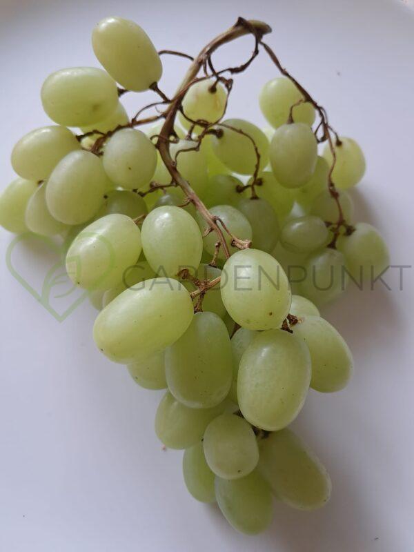 Winorośl Lancelot - Vitis