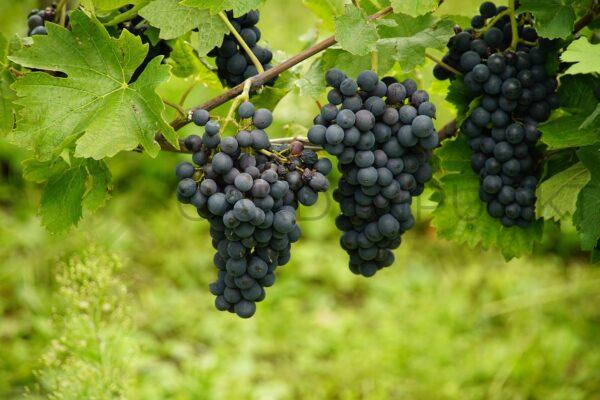 Winorośl Sfinks - Vitis