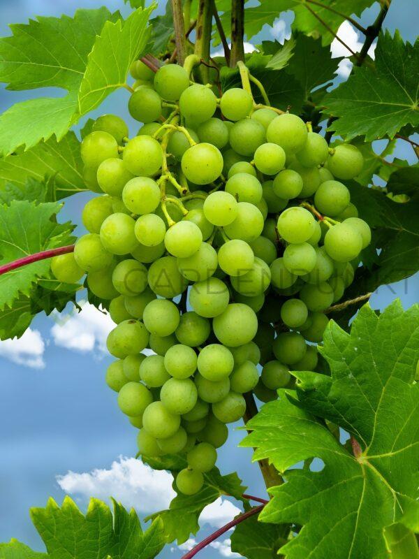Winorośl Syndykat - Vitis
