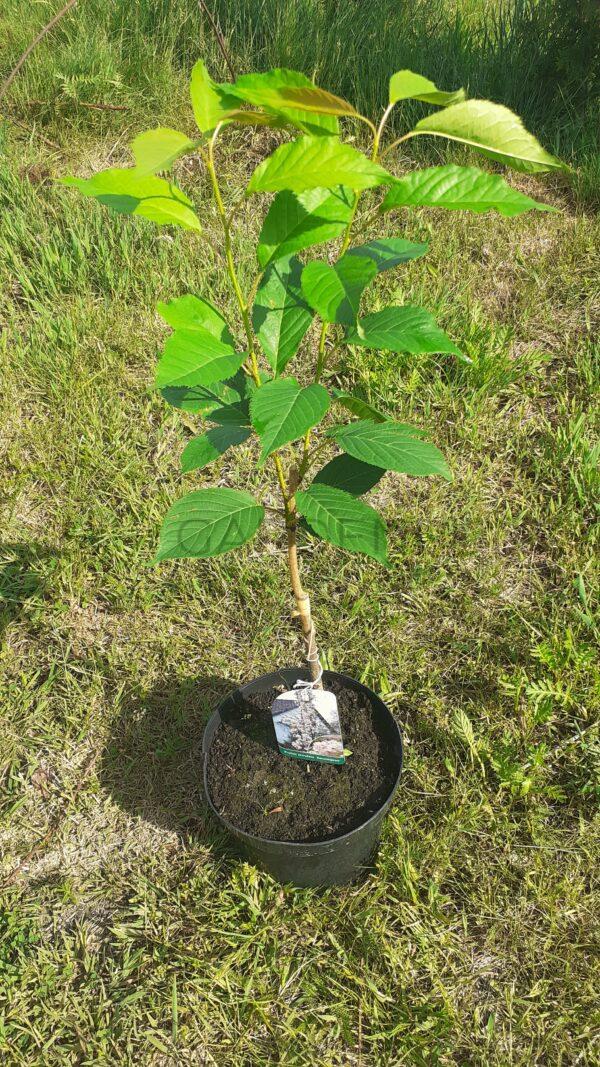 Wiśnia piłkowana Amonagawa - Prunus serrulata - obrazek 2