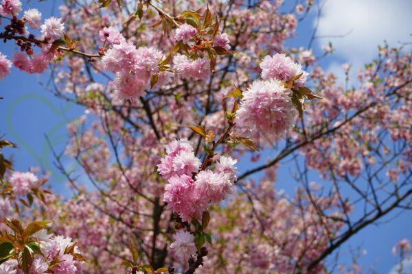 Wiśnia piłkowana Amonagawa - Prunus serrulata
