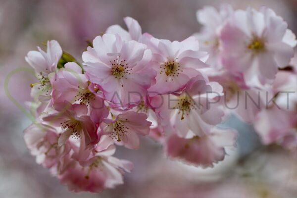 Wiśnia piłkowana Kanzan - Prunus serrulata