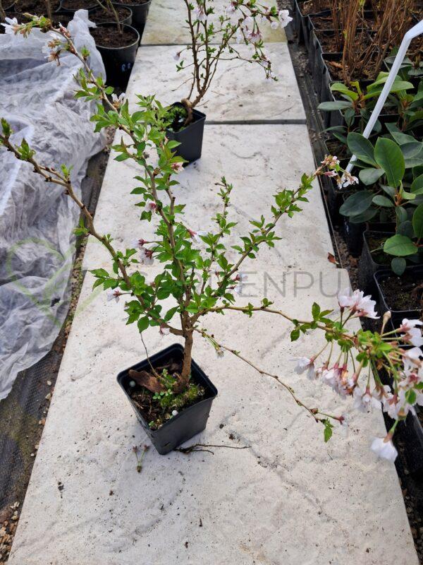 Wiśnia wczesna Kojou no mai - Prunus incisa - obrazek 2