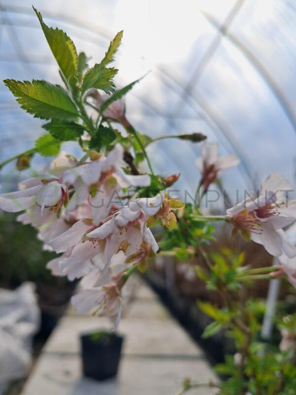 Wiśnia wczesna Kojou no mai - Prunus incisa