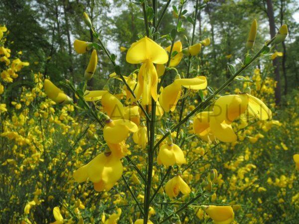 Żarnowiec miotlasty Luna - Cytisus scoparius