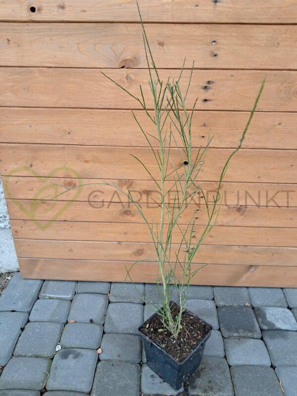 Żarnowiec wczesny Red Lion - Cytisus praecox - obrazek 2