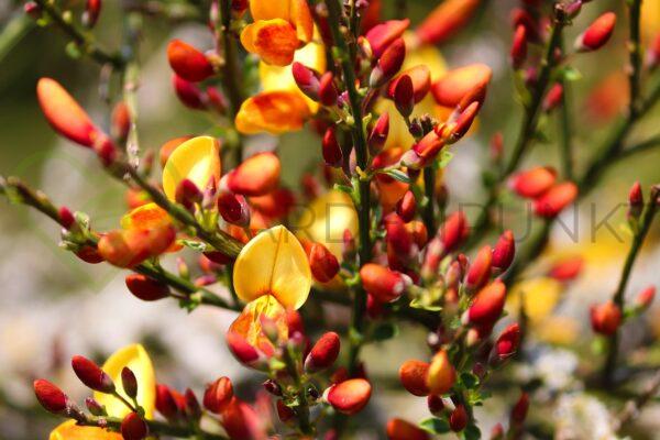 Żarnowiec wczesny Apricot Gem - Cytisus praecox