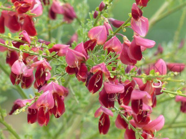 Żarnowiec wczesny Red Lion - Cytisus praecox