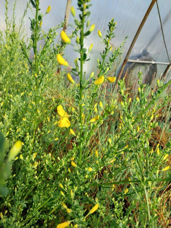 Żarnowiec miotlasty Vanesse - Cytisus scoparius