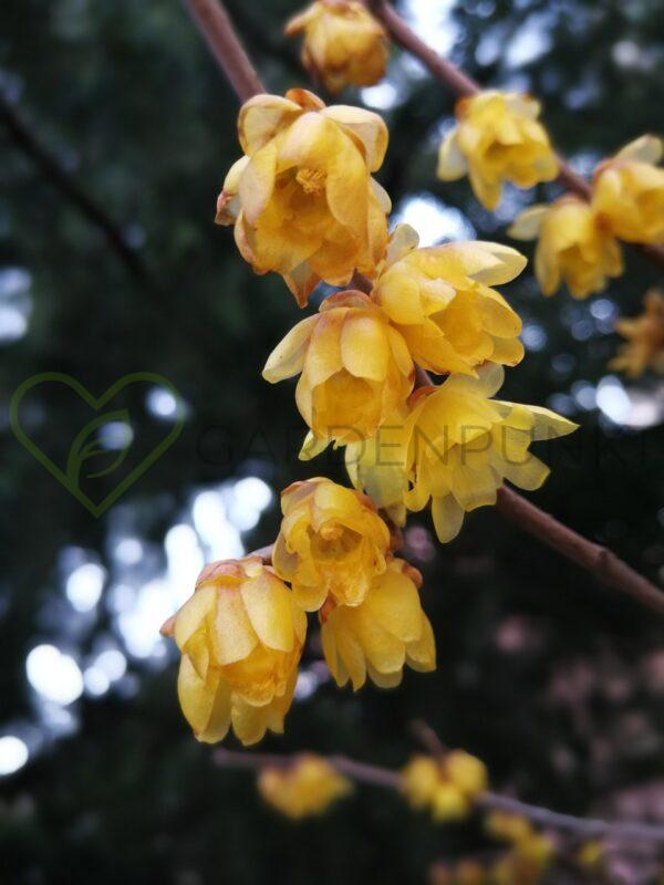 Zimokwiat wczesny - Chimonanthus praecox