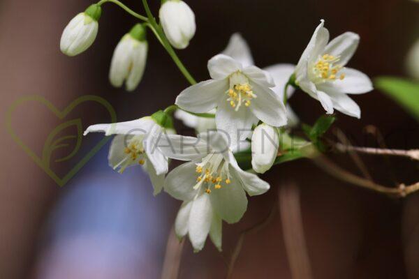 Żylistek wysmukły Nikko - Deutzia gracilis