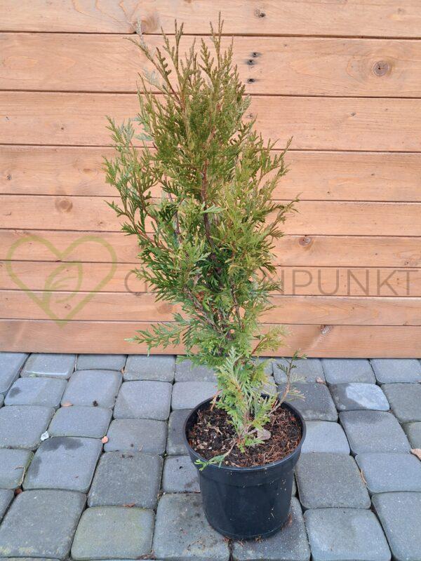 Żywotnik olbrzymi Kórnik - Thuja plicata
