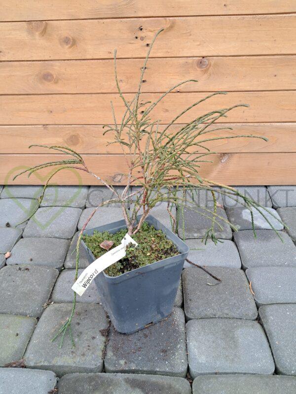 Żywotnik olbrzymi Whipcord - Thuja plicata
