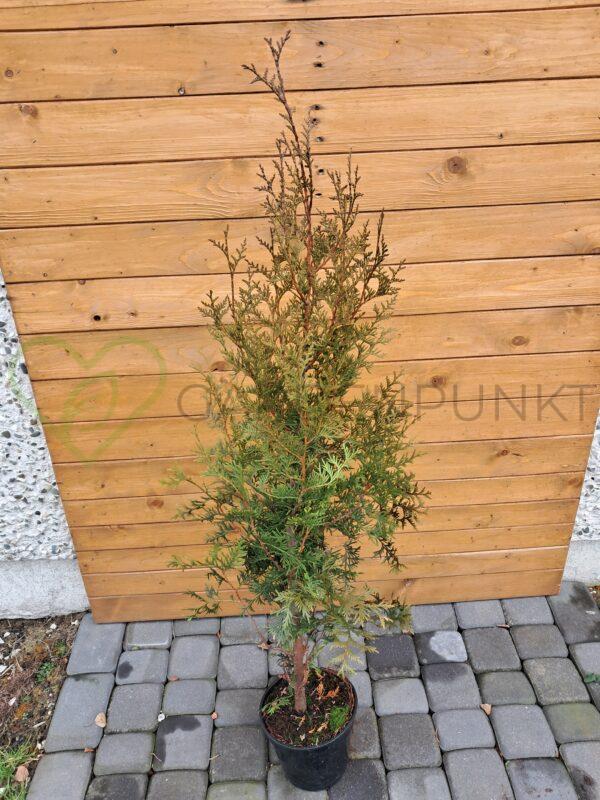 Żywotnik zachodni Aureospicata - Thuja occidentalis