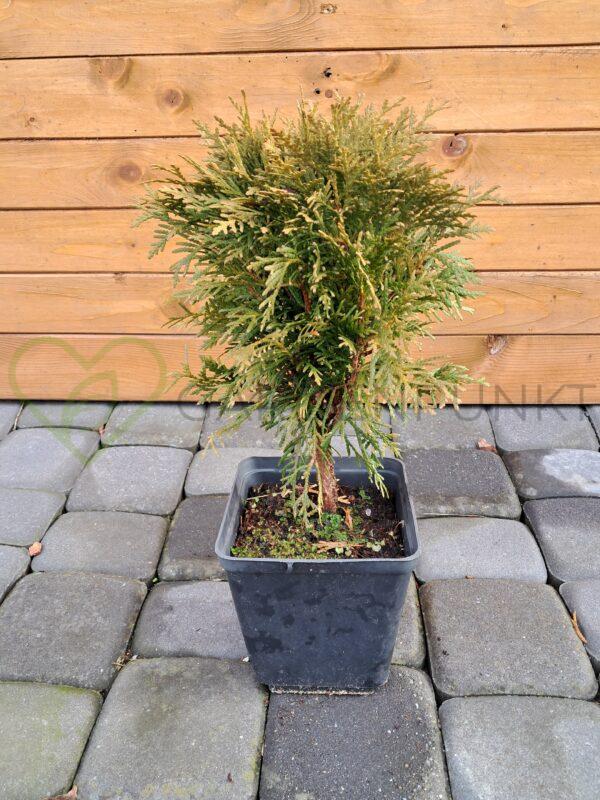 Żywotnik zachodni Danica - Thuja occidentalis
