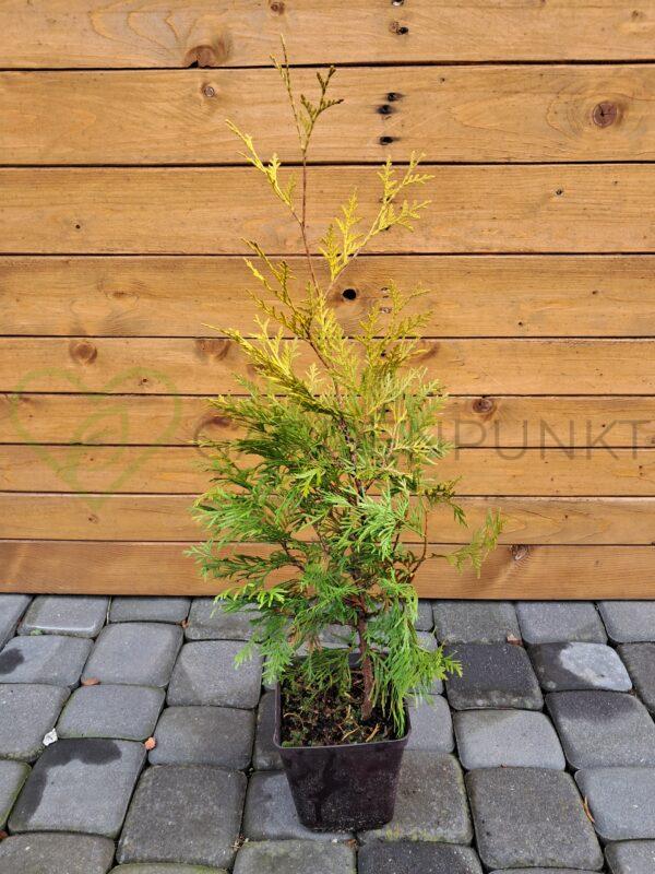 Żywotnik zachodni Europe Gold - Thuja occidentalis