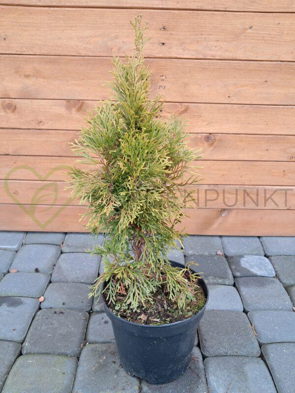 Żywotnik zachodni Golden Smaragd 'Janed Gold' PBR - Thuja occidentalis