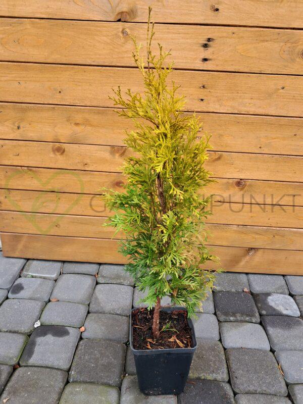Żywotnik zachodni Jantar PBR - Thuja occidentalis