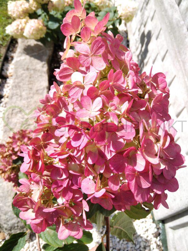 Hortensja bukietowa Petite Flori PBR - Hydrangea paniculata