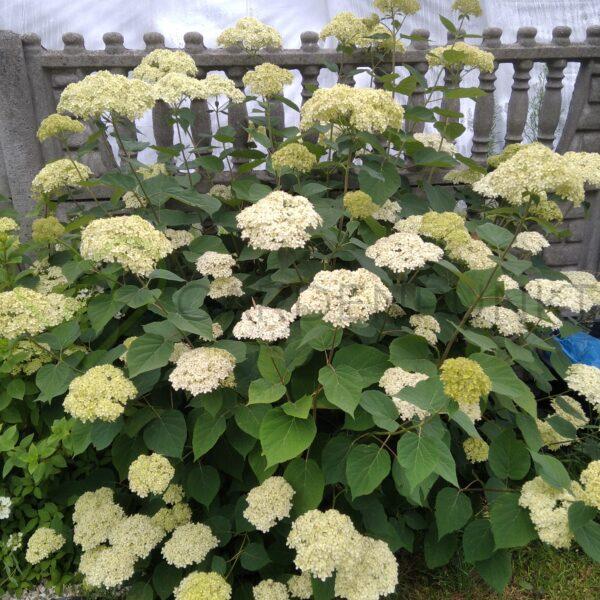 Hortensja Krzewiasta Annabelle Hydrangea arborescens - obrazek 2
