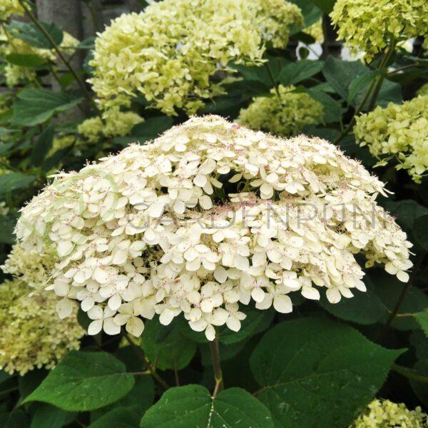 Hortensja Krzewiasta Annabelle Hydrangea arborescens