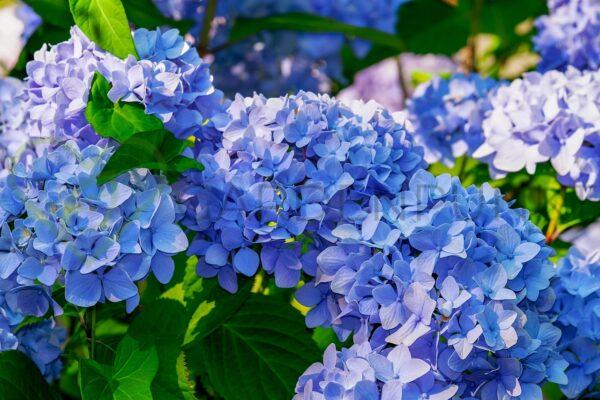 Hortensja ogrodowa Early Blue - Hydrangea macrophylla