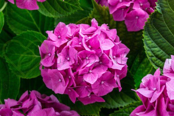 Hortensja ogrodowa Early Pink - Hydrangea macrophylla