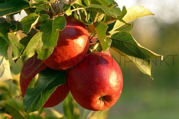 Jabłoń kolumnowa Polka - Malus