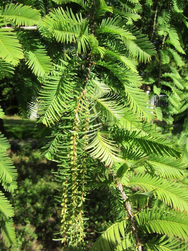 Metasekwoja chińska - Metasequoia glyptostroboides - obrazek 2