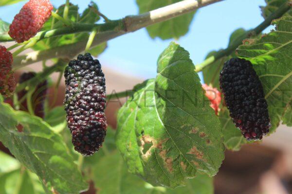 Morwa czarna Morus nigra