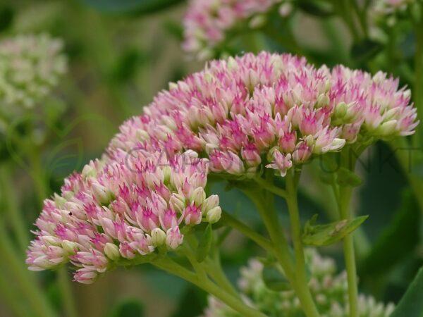 Rozchodnik Frosty Morn Sedum