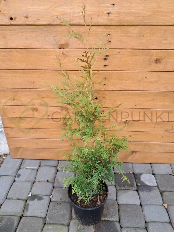 Żywotnik zachodni Brabant - Thuja occidentalis