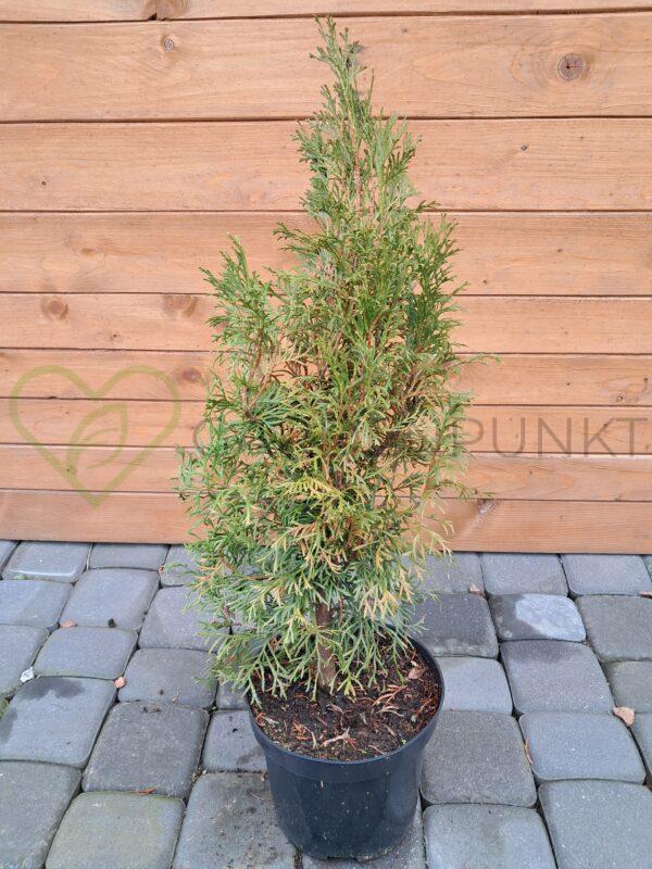 Żywotnik zachodni Smaragd - Thuja occidentalis